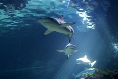 Killikus&reg; Fotographie